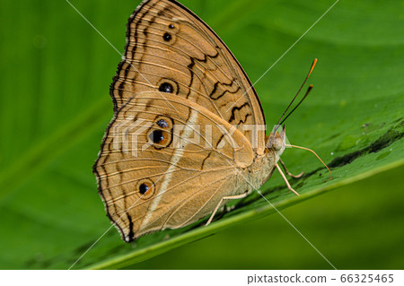 Flycatcher perching on a green leaf 66325465