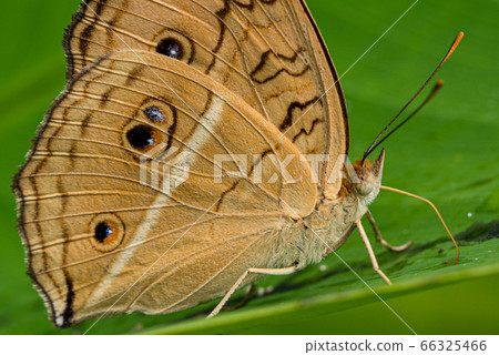 Flycatcher perching on a green leaf 66325466