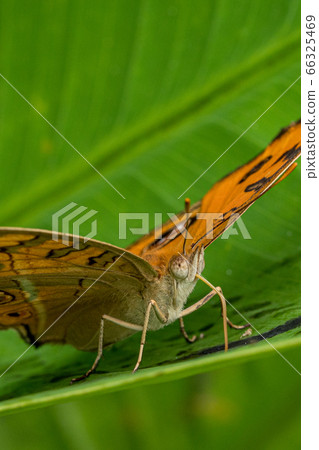 Flycatcher perching on a green leaf 66325469