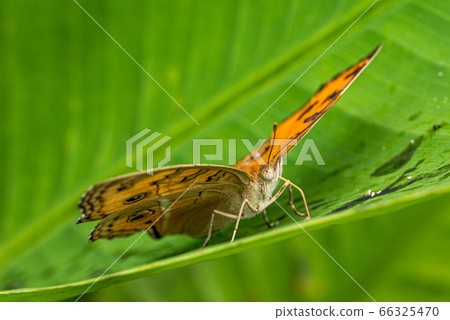 捕蠅器棲息在一片綠葉 捕蠅器棲息在一片綠葉 66325470