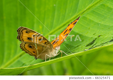 捕蠅器棲息在一片綠葉 捕蠅器棲息在一片綠葉 66325471