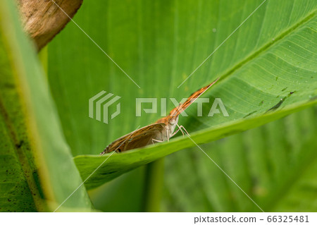 Flycatcher perching on a green leaf Flycatcher perching on a green leaf 66325481