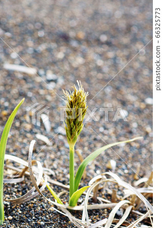Kobomugi "Seaside plant" Kobomugi "Seaside plant" 66325773