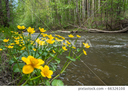Caltha palustris yellow flowers in forest 66326108