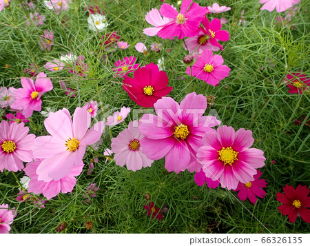 Cute pink cosmos 66326135