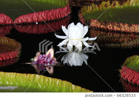 維多利亞時代的蓮花 維多利亞時代的蓮花 66326533