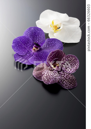 Orchid 66326603