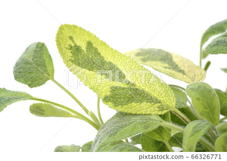 雙色鼠尾草 66326771