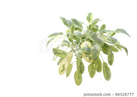 Bicolor sage 66326777
