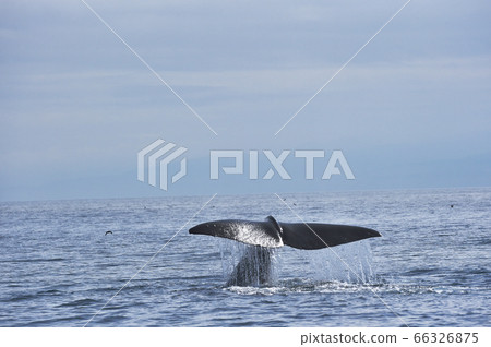 抹香鯨的尾鰭開始潛水（北海道勞速附近） 66326875