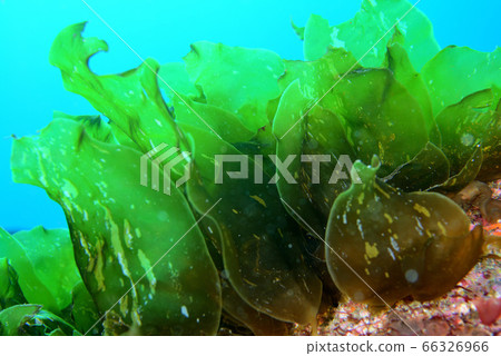 安藤久美 66326966