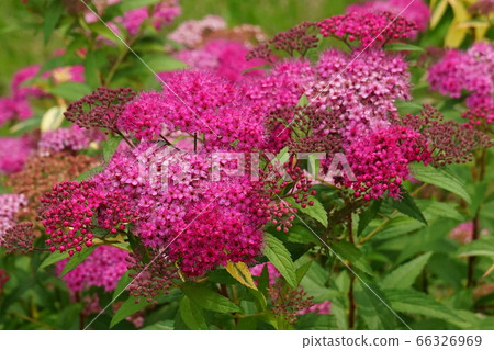 Small flower collection Marisaki 04 Small flower collection Marisaki 04 66326969