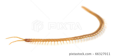 Soil centipede, Geophilomorpha isolated on white background, these animals are predators and can often be found in soil Soil centipede, Geophilomorpha isolated on white background, these animals are predators and can often be found in soil 66327011