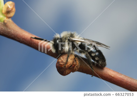 Ashy mining bee, Andrena cineraria resting on salix twig, this bee is an important pollinator 66327053