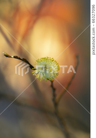 Beautiful photo of a blossming willow catkin in sunrise Beautiful photo of a blossming willow catkin in sunrise 66327096