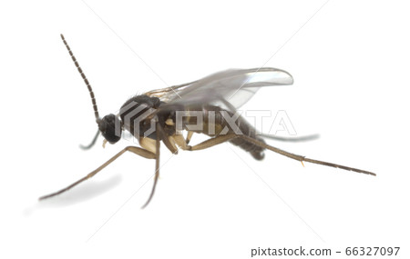 Dark-winged fungus gnat, Sciaridae isolated on white background, these insects are often found inside homes 66327097