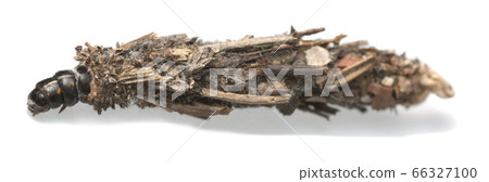 Bagworm or bagmoth, Psychidae larva isolated on white background Bagworm or bagmoth, Psychidae larva isolated on white background 66327100