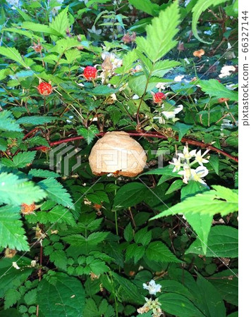The wasps started building their nest. 66327144
