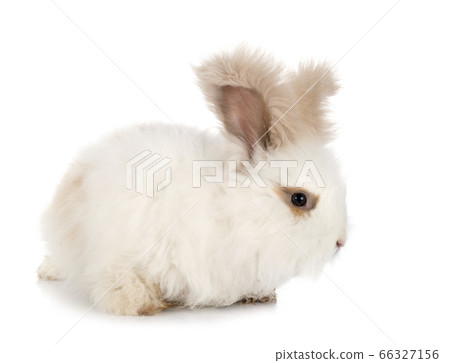 English Angora rabbit English Angora rabbit 66327156