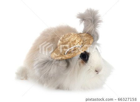English Angora rabbit English Angora rabbit 66327158