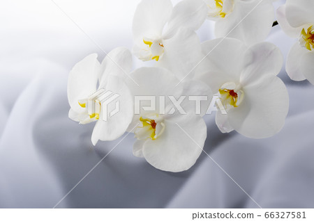 Phalaenopsis orchid Phalaenopsis orchid 66327581