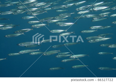 鯖魚群 66327722