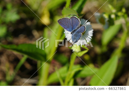 Swallowtail butterfly is cute in Halzion! ...1 Swallowtail butterfly is cute in Halzion! ...1 66327861