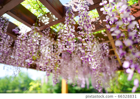  Wisteria flowers 66328831