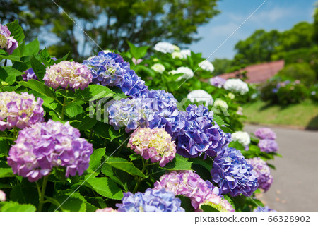 繡球花在公園裡 繡球花在公園裡 66328902