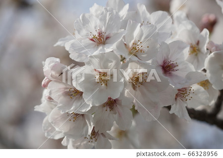 Cherry blossoms near Youme Town Munakata [April 2020] 003 66328956