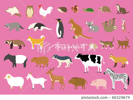 Various animals Various animals 66329674
