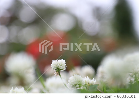 三葉草在背景虛化 66330101