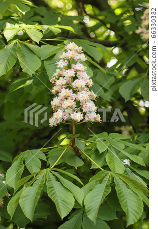 Bloomed chestnut flowers. Bloomed chestnut flowers. 66330382