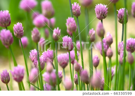 Allium Summer Beauty bud 66330599