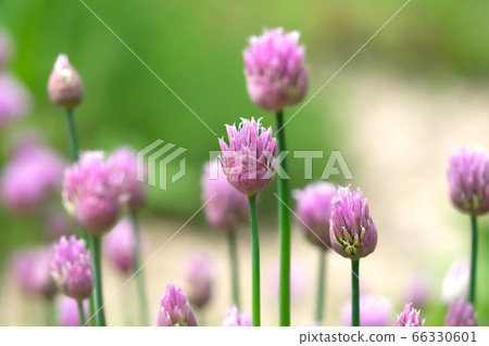 Allium Summer Beauty bud 66330601