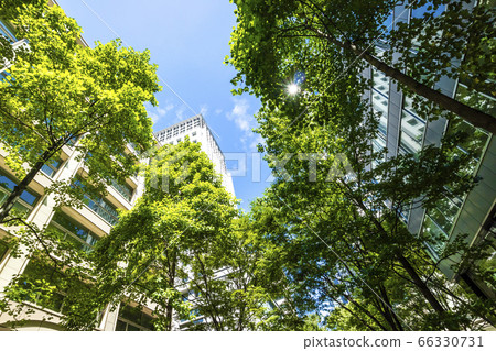 抬頭看著建築物的綠色辦公區的景觀 抬頭看著建築物的綠色辦公區的景觀 66330731