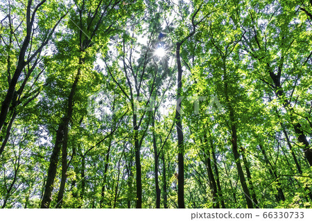 Forests and sun leaves Forests and sun leaves 66330733