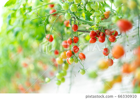 Tomato Petit Tomato Mini Tomato Fruit Tomato Handmade Vinyl House Organic Farming Farmer Vegetable Tomato Petit Tomato Mini Tomato Fruit Tomato Handmade Vinyl House Organic Farming Farmer Vegetable 66330910