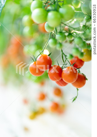 Tomato Petit Tomato Mini Tomato Fruit Tomato Handmade Vinyl House Organic Farming Farmer Vegetable 66330918
