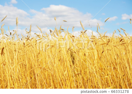 golden wheat field 66331278