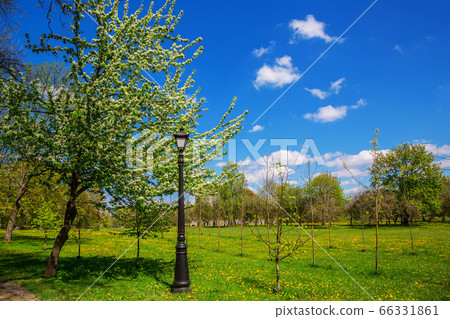 Spring in the city park Spring in the city park 66331861
