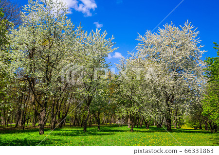 Spring in the city park Spring in the city park 66331863