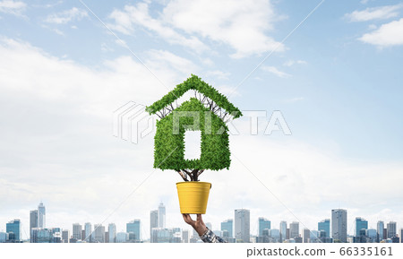Green plant in shape of house grows in pot Green plant in shape of house grows in pot 66335161