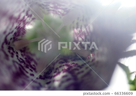 Tottori walks of the four seasons summer flowers Tottori walks of the four seasons summer flowers 66336609