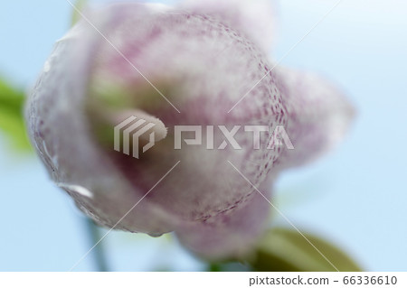 Tottori walks of the four seasons summer flowers 66336610