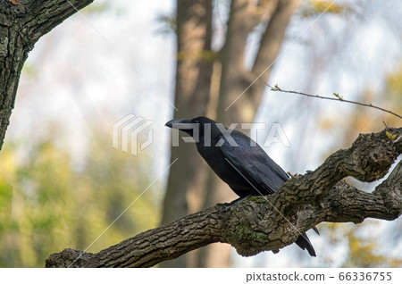 Crow perching on a branch in the forest 66336755