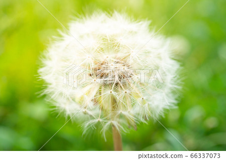 蒲公英絨毛 66337073