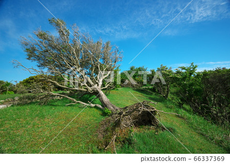 Fresh green Aoyama Kogen fallen tree Fresh green Aoyama Kogen fallen tree 66337369