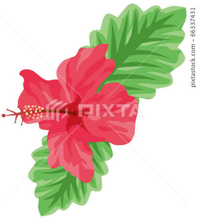 Hibiscus red illustration 66337431