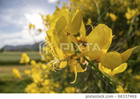 yellow broom flower field 66337468